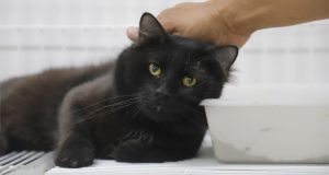 Gato de cor preta sendo alisado