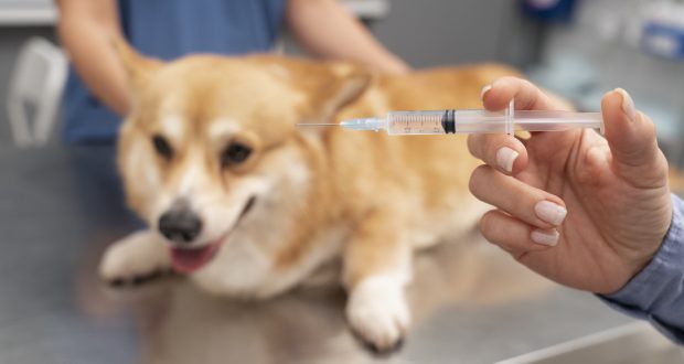 Vacinação gratuita para pets em Jandira