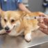 Vacinação gratuita para pets em Jandira