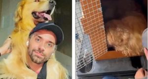 Anac e Ministério de Portos e Aeroportos investigarão morte do cão Joca na Gol