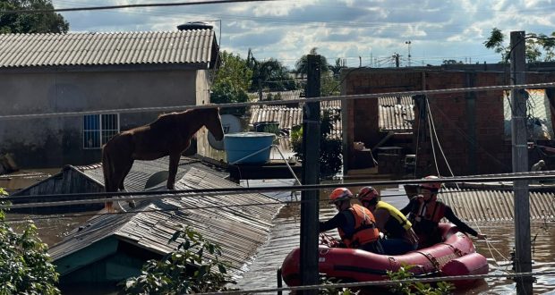 resgate do cavalo Caramelo realizado pelo Corpo de Bombeiros de São Paulo
