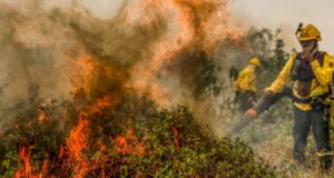 De cada dez, oito (81,29%) estavam em áreas ocupadas pela agropecuária, - Foto: Marcelo Camargo/Agência Brasil