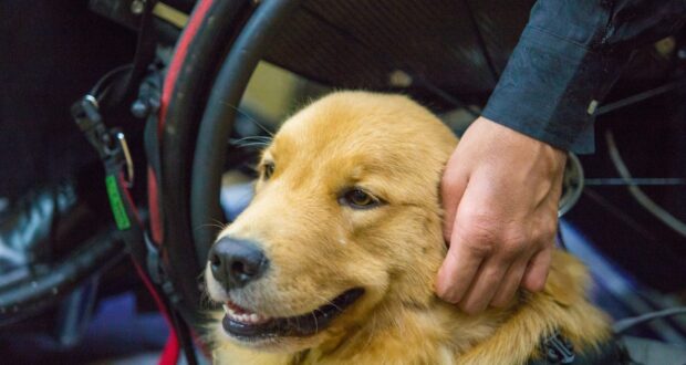 Pessoas com deficiência visual têm o direito garantido por lei de se deslocar com cães-guias no transporte