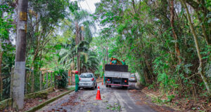 Novo serviço de poda de árvores garante segurança pública