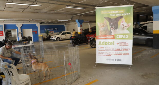 Feiras de adoção de pets de abril acontecem em diferentes pontos, dentro e fora da cidade