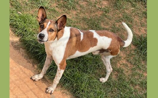 Feira Especial de adoção de pets, em Barueri, aconteceu neste domingo, dia 30 de março, no Cepad 1.