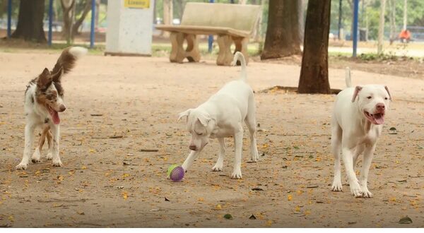 SinPatinhas, novo RG Animal para cães e gatos - Registro é voluntário e gratuito