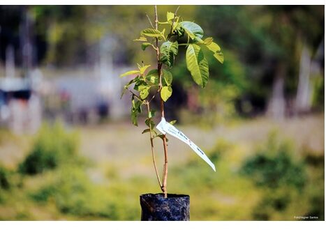 Viveiro Municipal estará aberto no aniversário de Cotia para distribuição de mudas de árvores