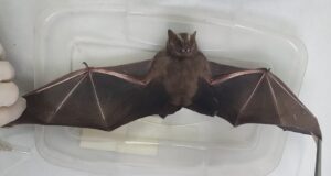 Comunicado visa conscientizar a população sobre riscos da raiva e importância ecológica dos morcegos