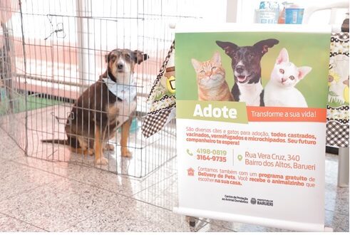 As últimas feiras de adoção de pets de maio serão realizadas no dia 30 e 31