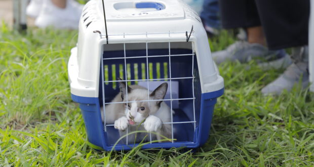 Barueri abre agendamento online em 7 de maio para castração gratuita de cães e gatos pelo site oficial da Prefeitura.