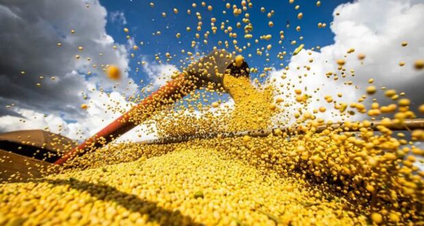 O setor de Agropecuária, com peso de 6,5% na economia, registrou crescimento de 12,2% em relação ao último trimestre de 2024: expectativa de recorde na safra da soja