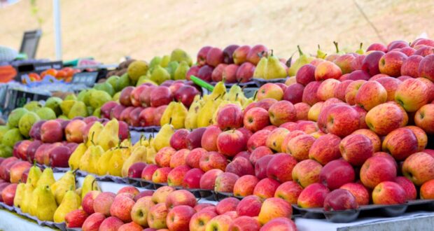Inscrições abertas para o evento ‘Agro Cotia’ de capacitação pelo Sebrae