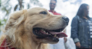 As vacinas serão aplicadas em cães e gatos e o atendimento será por ordem de chegada, nos dias 28 e 30 de maio