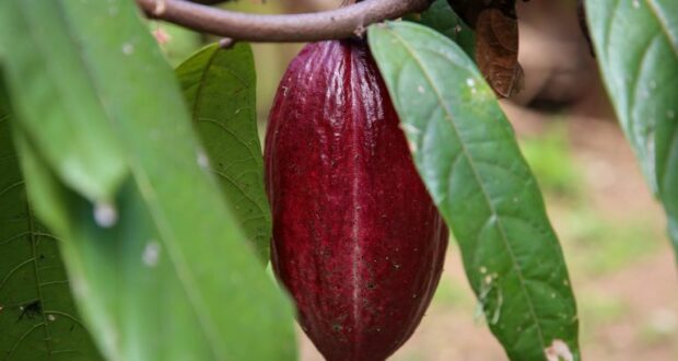 Composição tem compostos bioativos, fenólicos, flavonoides, fibras, lipídios nutricionais, proteínas e carboidratos, além de ter alta capacidade antioxidante