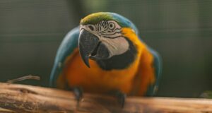 Ações voltadas à educação ambiental, bem-estar animal e contato com a natureza