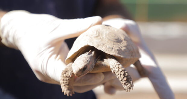 Cetas de Barueri repatria 182 jabutis e duas iguanas a Sergipe, reforçando ações contra o tráfico de fauna e pela preservação ambiental.