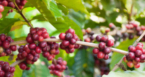 Os recursos para o financiamento da cafeicultura no Ano Safra 2025/2026 foram aprovados pelo Conselho Monetário Nacional