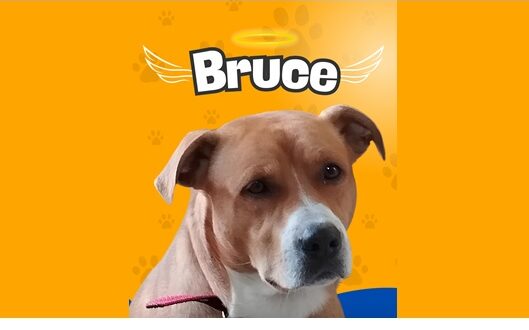 Jandira inaugura o Pet Place Bruce na Área do Trabalhador, espaço voltado ao lazer e bem-estar dos animais de estimação.