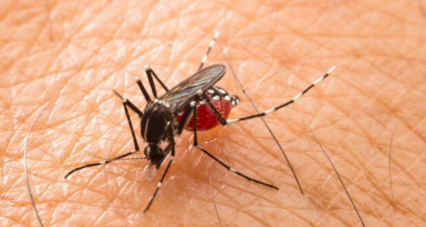Dengue: Avaliação de Densidade Larvária (ADL) fica em 0,3% em maio