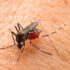 Dengue: Avaliação de Densidade Larvária (ADL) fica em 0,3% em maio