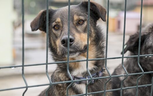 Alesp aprova projeto que proíbe confinamento e acorrentamento inadequado de cães e gatos; texto aguarda sanção do governador.