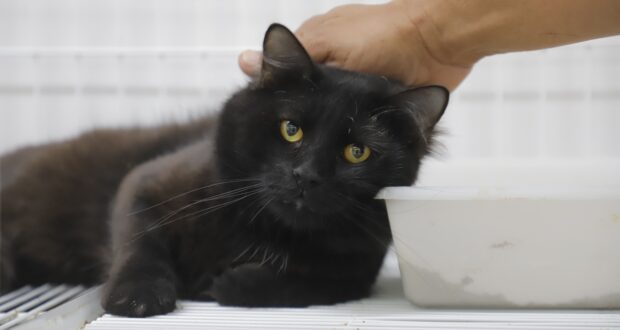 A doença, que atinge principalmente os gatos, também pode ser transmitida aos seres humanos e a outros animais, como cães