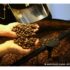 Exportadores querem incluir café na lista de exceções dos EUA