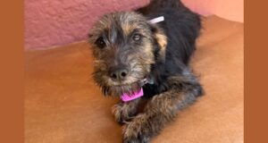 Cotia terá Feira de Adoção de Animais, no sábado (02/08), na Praça do Jd. Sabiá