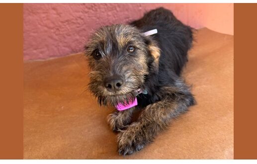 Cotia terá Feira de Adoção de Animais, no sábado (02/08), na Praça do Jd. Sabiá