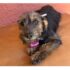 Cotia terá Feira de Adoção de Animais, no sábado (02/08), na Praça do Jd. Sabiá