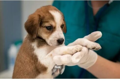 4ª Edição de Castração em Jandira: Cuidado, Amor e Compromisso com os Animais
