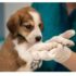 4ª Edição de Castração em Jandira: Cuidado, Amor e Compromisso com os Animais