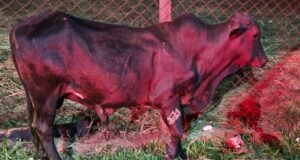 Secretaria de Bem-Estar e Defesa Animal aplica multa por animal solto em área urbana