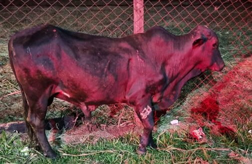 Secretaria de Bem-Estar e Defesa Animal aplica multa por animal solto em área urbana