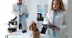 Pesquisa global revela que 39% dos veterinários usam IA no dia a dia; no Brasil, tecnologia ajuda na gestão e otimização do tempo.