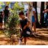 Subprefeituras e sociedade civil promovem mutirões de plantio aos sábados, aumentando a arborização da cidade até a COP 30.