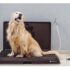 Weasy produz banheiros inteligentes, econômicos e ecológicos para cães e gatos