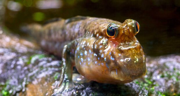 De balas de goma a peixe que anda sobre a terra: os destaques da principal feira da indústria pet da América Latina