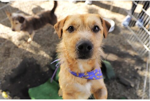 A Prefeitura de Barueri abre em 1º/10 agendamento online para castração de cães e gatos, promovida pelo Cepad e Sema.
