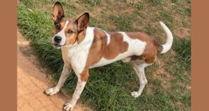 Cepad informa alteração no local e horário da feira de adoção de pets em Barueri.