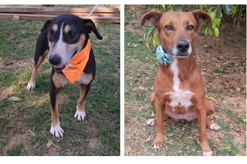 Secretaria de Saúde promove feira de adoção de cães na Praça Lindolfo Stephano, com animais castrados, chipados e vermifugados.