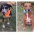 Secretaria de Saúde promove feira de adoção de cães na Praça Lindolfo Stephano, com animais castrados, chipados e vermifugados.