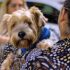 Cotia promove vacinação antirrábica para cães e gatos no Jardim Sandra em 25/9, das 9h às 11h.