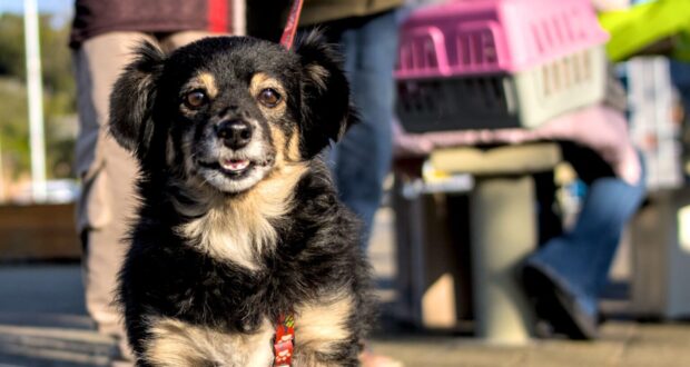 Prefeitura de Cotia promove em 25/9 vacinação antirrábica para cães e gatos no Jardim Sandra.