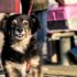 Prefeitura de Cotia promove em 25/9 vacinação antirrábica para cães e gatos no Jardim Sandra.