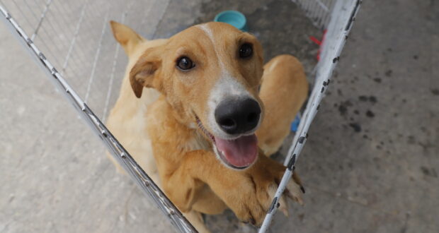Barueri inicia feiras de adoção de pets em outubro, integradas à campanha Outubro Rosa, com horários especiais em cada evento.
