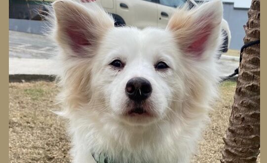 Desde 2018, o Cepad de Barueri acolhe, trata e encaminha para adoção animais em situação de vulnerabilidade nas ruas da cidade.