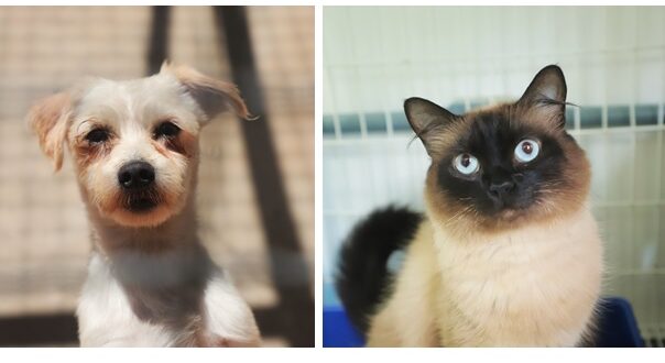 O Cepad 1 e 2 de Barueri atuam no resgate, adoção e atendimento veterinário gratuito, garantindo bem-estar e cuidado aos animais.