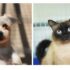 O Cepad 1 e 2 de Barueri atuam no resgate, adoção e atendimento veterinário gratuito, garantindo bem-estar e cuidado aos animais.